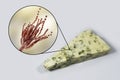 Roquefort cheese and fungi Penicillium roqueforti, used in its production Royalty Free Stock Photo