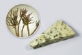 Roquefort cheese and fungi Penicillium roqueforti, used in its production Royalty Free Stock Photo