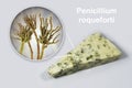 Roquefort cheese and fungi Penicillium roqueforti, used in its production