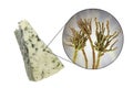 Roquefort cheese and fungi Penicillium roqueforti, used in its production