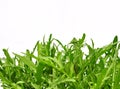 Roquette Royalty Free Stock Photo