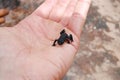 Roraima Black Frog