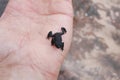 Roraima Black Frog - Venezuela