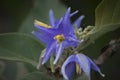 Roraima native flora