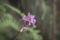 Roraima native flora