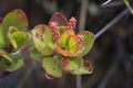 Roraima native flora