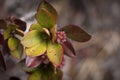 Roraima native flora