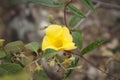 Roraima native flora