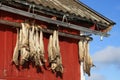 Rorbu & stockfish of Lofoten Royalty Free Stock Photo