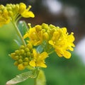 Rorippa sylvestris Royalty Free Stock Photo