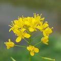 Rorippa sylvestris Royalty Free Stock Photo