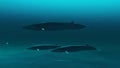 Closeup view of Rorqual whales swimming in the blue ocean water,3D rend Royalty Free Stock Photo