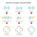 Reactive Oxygen Species ROS biochemistry vector illustration diagram