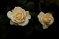 Small rose flower