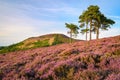 Ros Hill and Scots Pines on Hepburn Moor