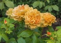 Ros Tantaus Amber Rose with double, warm amber-yellow, richly flowering flowers. Close up Royalty Free Stock Photo