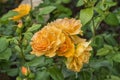 Ros Tantaus Amber Rose with double, warm amber-yellow, richly flowering flowers Royalty Free Stock Photo