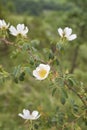 Rosa agrestis shrub in bloom Royalty Free Stock Photo