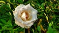 Rosa alba, the white rose of York, is a hybrid rose of unknown parentage