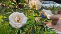 Rosa alba, the white rose of York, is a hybrid rose of unknown parentage that has been cultivated in Europe since ancient times. I Royalty Free Stock Photo