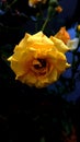 Rosa Alfred Sisley flower in the yard in the Garut area, West Java, Indonesia