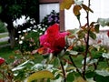 Rosa alta calidad high quality rose Royalty Free Stock Photo