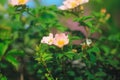 Rosa arkansana, the prairie rose or wild prairie rose Royalty Free Stock Photo