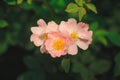 Rosa arkansana, the prairie rose or wild prairie rose Royalty Free Stock Photo