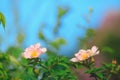 Rosa arkansana, the prairie rose or wild prairie rose Royalty Free Stock Photo