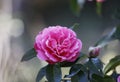 Rosa aurora,rose bengal camellia, japonica, in full bloom with blue sky background Royalty Free Stock Photo