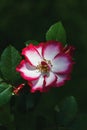 Rosa Betty Boop in the rose garden, old-fashioned flower with white petals edged with red bred by Carruth Royalty Free Stock Photo