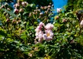 Rosa blush noisette in bloom