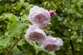 Close up of delicate pink flowers of climbing rose Rosa `Blush Noisette`, covered with water drops after rain. Royalty Free Stock Photo