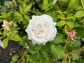 Rosa \'Boule de Neige\' Royalty Free Stock Photo