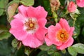 Rosa californica, California Wold rose