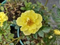 Rosa 'Canary Showground' Royalty Free Stock Photo