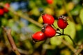 Rosa Canina