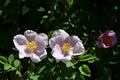 Rosa canina, Dog Rose Royalty Free Stock Photo