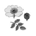 Rosa canina. Dog-rose. Flowers, berries, leaves, stem. Liner illustration on white background