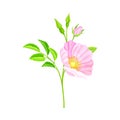 Rosa Canina or Dog Rose with Pale Pink Flower and Green Pinnate Leaves on Stem Vector Illustration