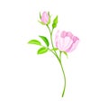 Rosa Canina or Dog Rose with Pale Pink Flower and Green Pinnate Leaves on Stem Vector Illustration