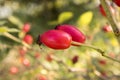 Rosa canina, dog-rose with ripened fresh red fruits Royalty Free Stock Photo