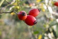 Rosa canina, dog-rose with ripened fresh red fruits Royalty Free Stock Photo