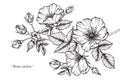 Rosa canina flower drawing and sketch.