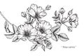 Rosa canina flower drawing and sketch.