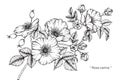 Rosa canina flower drawing and sketch.