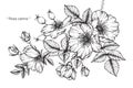 Rosa canina flower drawing and sketch.