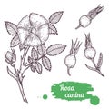 Rosa canina hand drawn