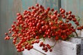 Rosa canina twigs wild rose in wooden box