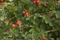 Rosa canina wild hips bush with red berries